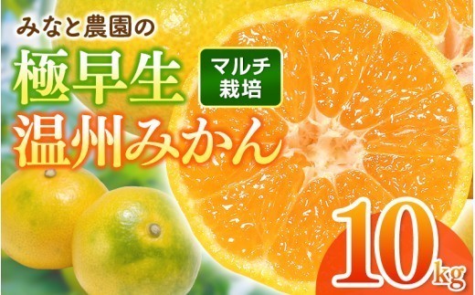 【数量限定】みかん みなと農園の極早生温州みかん  約10kg 2S～Lサイズ混合 マルチ栽培 | みかん ミカン 蜜柑 温州みかん 温州ミカン 柑橘 フルーツ 果物 くだもの 甘い 旬 人気 果汁 濃厚 ジューシー デザート 産地直送 農家直送 みかん 国産 お取り寄せ 三重みかん 期間限定 先行予約 みかん おすすめ 三重県 熊野市 【2026年10月上旬頃〜順次発送】【mntf0004】
