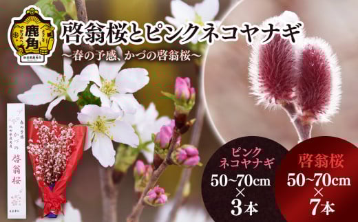 《 先行予約 》啓翁桜とピンクネコヤナギセット（50～70cm×7本／50～70cm×3本）【さとう農園】●2025年12月下旬発送開始 生花 花 インテリア 結婚 卒園 卒業 プレゼント お土産 母の日 グルメ ギフト 故郷 秋田 あきた 鹿角市 鹿角 送料無料 