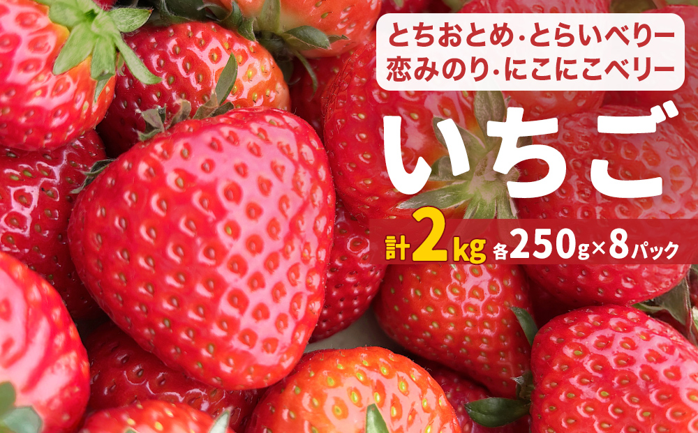 【2026年1月中旬発送開始】 いちご ちおとめ 恋みのり にこにこベリー とらいべりー 250g × 8 苺 イチゴ フルーツ 果物 ストロベリー ベリー デザート 甘み 酸味 宮城県 石巻市