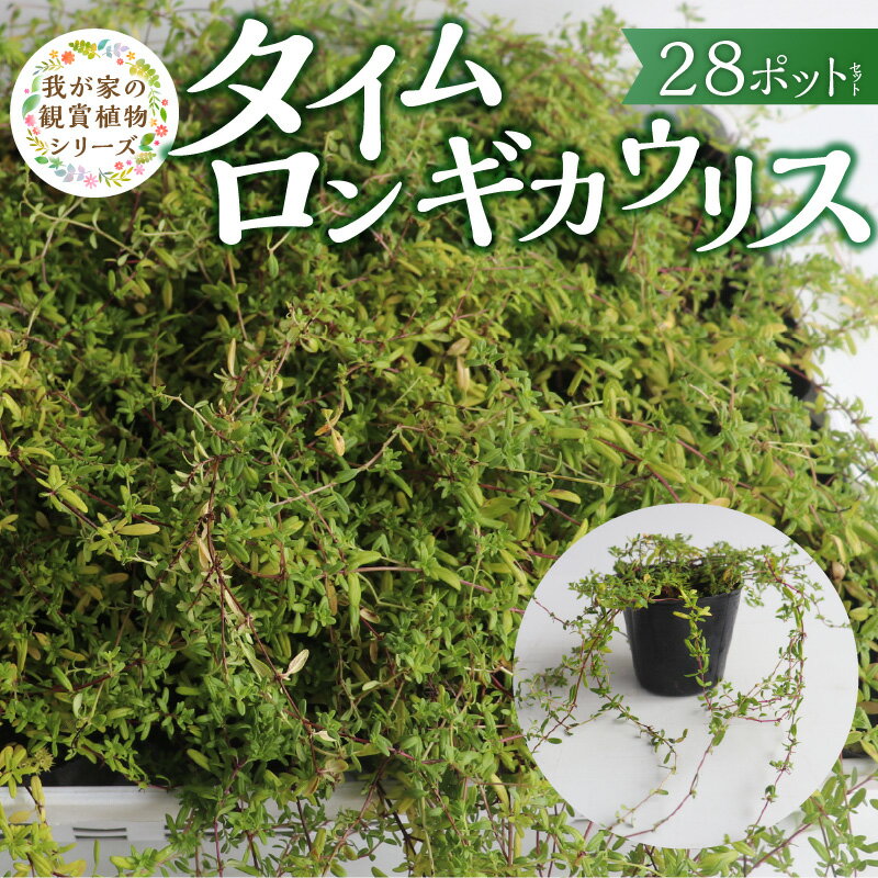 【ふるさと納税】タイムロンギカウリス 9cmポット 28苗 花 チーム田主丸 常緑多年草 ハーブ 園芸 丈夫 育てやすい 品種 成長が早い グランドカバー プランツ 地植え 鉢植え ガーデニング 庭 花壇 寄せ植え 植物 育て方付き お取り寄せ 福岡県 久留米市 送料無料