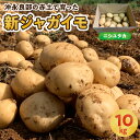 【ふるさと納税】【2025年先行予約】 新ジャガイモ 10kg ニシユタカ 2～4月お届け 沖永良部 赤土 新じゃが じゃがいも ポテト 野菜 根菜 芋 期間 数量 限定 ミネラル 大容量 化粧箱 美味しい カレー 鹿児島 サトキンファーム 知名町 おすすめ プレゼント ランキング ギフト