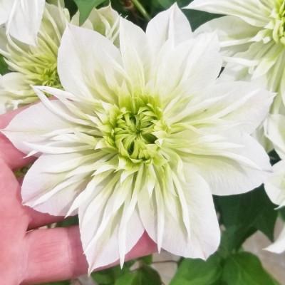 ふるさと納税 北茨城市 【長谷川園芸】北茨城産 クレマチス「華川」5寸 ※5/1〜5/7発送 |  | 01