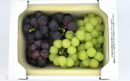 ぶどう 2026年  ご家庭用 旬のぶどう 2種類 合計2kg以上 産地直送 岡山県産 フルーツ 果物 たけまさぶどう園