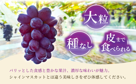 先行予約 富士の輝 1房 約500g 【2026年8月上旬から8月下旬発送予定】