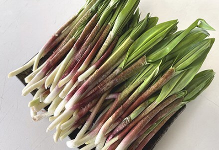 釧路産・天然 鮮度そのまま行者にんにく 250g×2 F4F-0539