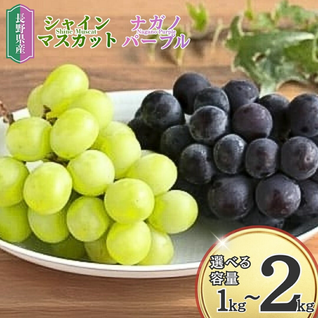 【ふるさと納税】【2025年先行予約】家庭用 シャインマスカット＆ナガノパープル 約1~2kg｜ 果物 フルーツ 白ぶどう 黒ぶどう 葡萄 ブドウ 種無し 種なし 皮ごと 千曲市 長野県 信州