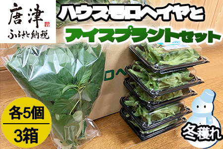 『先行予約』【12月上旬より順次発送】冬穫れハウスモロヘイヤ(100g×5袋)とアイスプラント(70g×5P)セット 3箱 ネバネバ 高栄養価 プチプチ新体験 定番おひたし 和洋中の各種スープ お肉・お魚のメイン料理の付け合わせ