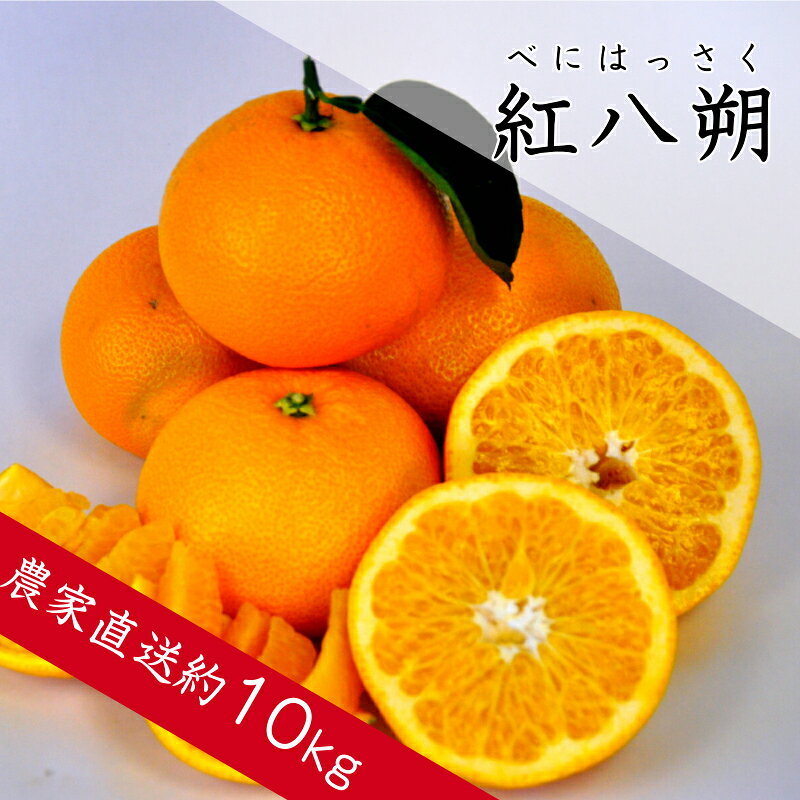 【ふるさと納税】紅八朔（べにはっさく）約10kg 八朔 はっさく 柑橘 酸味 甘み バランス フルーツ 果物 くだもの みかん 人気 おすすめ 送料無料 国産 和歌山 有田市【2026年1月中旬より順次発送】（A146-1）