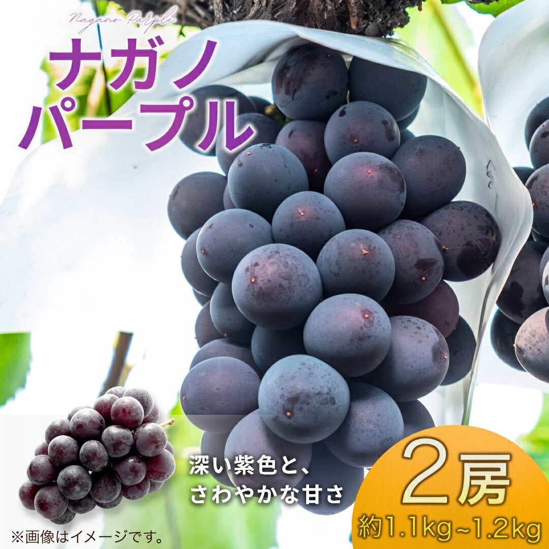 【ふるさと納税】【2026年先行予約】ナガノパープル約1.1~約1.2kg(約550g~約600g×2房） | 果物 フルーツ ぶどう 葡萄 ブドウ 種無し 種なし 皮ごと 千曲市 長野県 信州