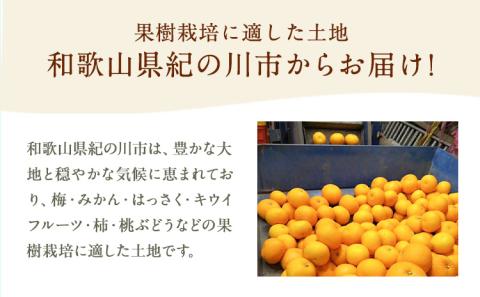 八朔約5kgM～2Lｍ＆ｎ果実園《2025年1月下旬-3月中旬頃出荷》果物はっさくフルーツ柑橘類---wsk_mnk2_h13_23_7000_5kg---