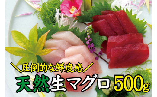 天然 キハダ（もしくはメバチ）500g 生まぐろ 鮮度抜群の生まぐろをお届けします / 生鮪 鮪 マグロ 生まぐろ キハダマグロ 刺身【tka018A】