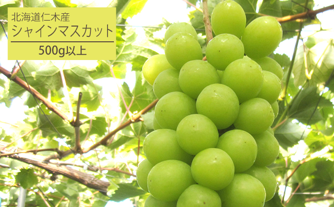 [先行受付] 北海道 仁木町産 厳選品 シャインマスカット1房（500g以上） 果物 ぶどう フルーツ 果物類 ブドウ マスカット [松山商店]