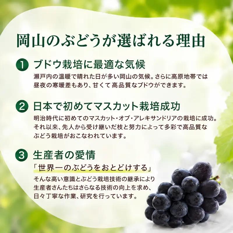 ぶどう 訳あり ニューピオーネ 3～4房 約2kg 化粧箱 ぶどう
