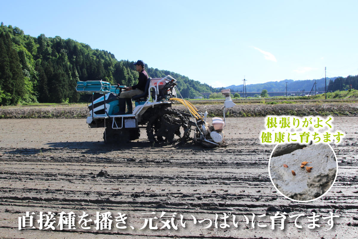 令和8年産 農家直送！ 魚沼産 コシヒカリ 精米 10kg （ 5kg × 2 ）（ 米 こしひかり お米 こめ コメ おこめ 白米 魚沼 魚沼産コシヒカリ 魚沼産こしひかり 新潟 ） 新潟県