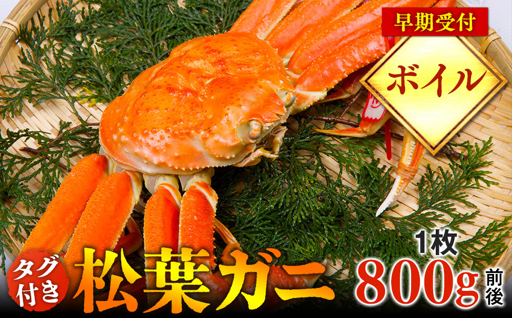 690.【早期受付】【ボイル】タグ付き松葉ガニ　大1枚（800g前後）《かに カニ 蟹 ズワイガニ》※着日指定不可※2026年11月上旬頃から順次発送予定