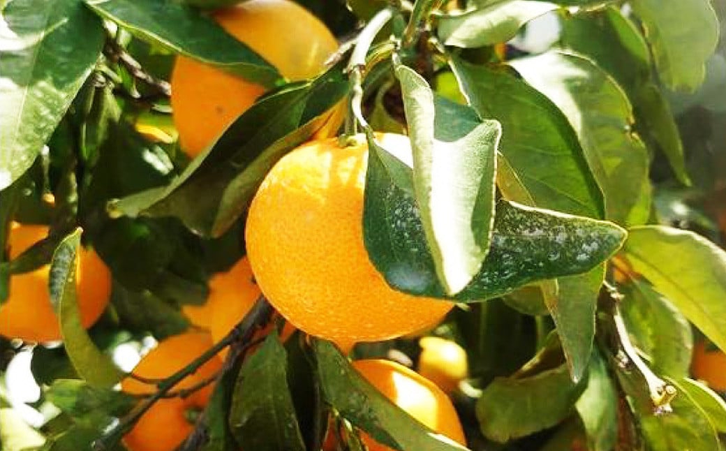 長崎県産 秀品温州みかん 5kg (贈答用可) /  果物 フルーツ 柑橘 蜜柑 ミカン 温州みかん 秀品 贈答 ギフト プレゼント 国産 大将農園 長崎県 長崎市 【2025年12月上旬~下旬迄発送