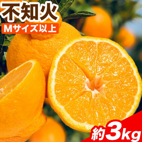 【ふるさと納税】不知火 約3kg(Mサイズ以上) Cog-Lab《2025年4月上旬-7月上旬頃出荷》 柑橘 不知火 しらぬい フルーツ 果物 スイーツ 送料無料