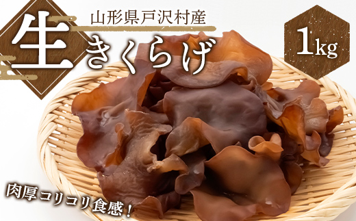 ≪2027年先行予約≫山形県 戸沢村産 生きくらげ 1kg 2027年7月上旬から順次発送 国産 木耳 キクラゲ 茸 きのこ 中華 料理 食品 自宅 家庭 F7W-0515