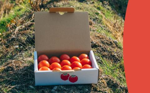 フルーツトマト 原田農園 約800g（小箱）