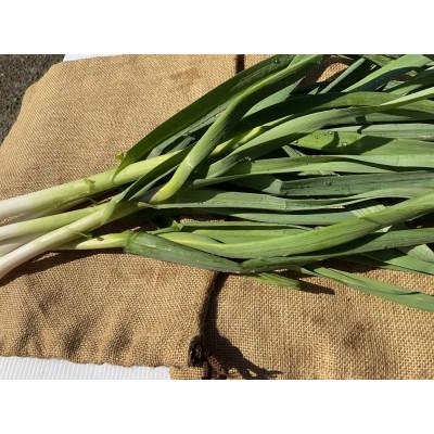 ふるさと納税 秦野市 〈2025年12月から発送予定〉秦野農産物等登録認証  葉にんにく約500g from名水の里 秦野