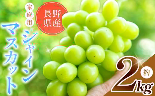 【 ご家庭用 】【先行予約】 シャインマスカット 約 2kg【9月下旬頃～発送予定】 | 果物 くだもの フルーツ 葡萄 ぶどう ブドウ マスカット シャインマスカット 長野県 塩尻市