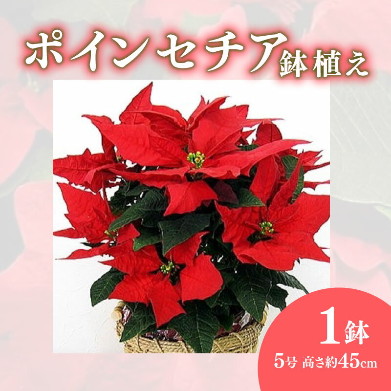 【ふるさと納税】 ポインセチア 5号 鉢植え 赤 クリスマス フラワー 冬 ガーデニング 庭 贈答 プレゼント ギフト 植物 花 観葉植物 2025年11月中旬より発送開始 インテリア 室内 装飾 季節 イベント 年末 正月飾り 玄関 リビング 寄せ植え 園芸 花言葉 藤枝市 静岡県