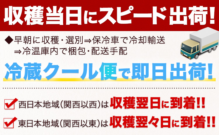 日本最速級出荷 朝採り ゴールドラッシュ 10本入り 3L-Lサイズ 《6月上旬- 6月末頃出荷》  とうもろこし トウモロコシ---oz_cgrdr_ac6_r7_11000_10p---
