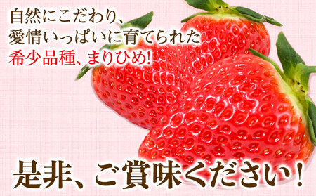 和歌山県産 まりひめ苺 ゆりかーご入り 1パック いちご イチゴ 株式会社ふるーつふぁーむわかやま 《12月下旬-5月中旬頃出荷》 和歌山県 紀の川市