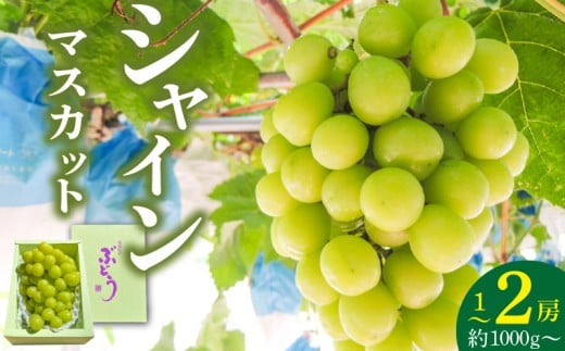 【2026年8月以降お届け】シャインマスカット（1～2房：約1000g～）_シャインマスカット 1房 ～ 2房 約1000g 酸味 甘み 美味しい 皮 薄い 食べやすい 冷蔵 フルーツ 果物 ぶどう シャイン マスカット 国産 おやつ デザート お取り寄せ お取り寄せグルメ 福岡県 久留米市 送料無料_Fg010