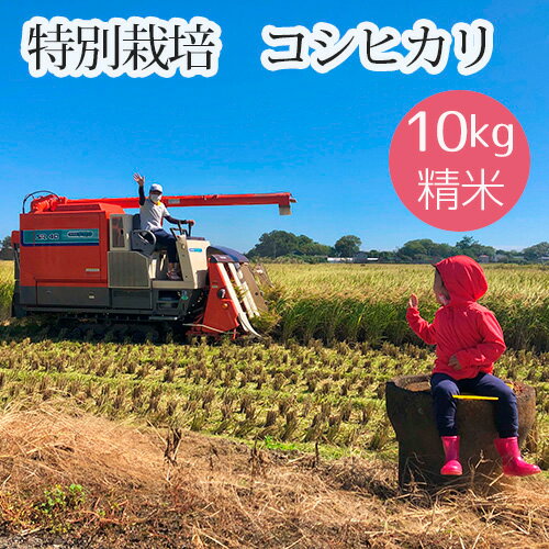 【ふるさと納税】No.478 特別栽培　コシヒカリ　精米10kg ／ お米 こしひかり せい米 送料無料 埼玉県