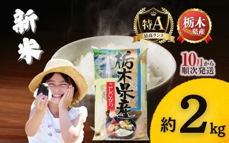 下野市産コシヒカリ 2kg | 米 こめ コメ kome 白米 精米 お米 こしひかり ｺｼﾋｶﾘ 新米 栃木米 令和7年度米 令和7年度 2025年度米 2025年度 ブランド米 栃木県 特産品 送料無料 栃木県 下野市 しもつけ市