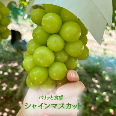 【発送月固定定期便】【2026年先行受付】 旬のフルーツ定期便 桃900g・シャイン500g全2回【配送不可地域：離島・沖縄県】