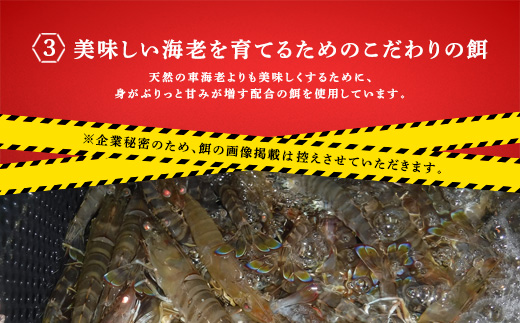 冷凍車えび400g 贈答箱入り 活〆車海老 車えび エビ 魚介 海鮮 奄美大島 宇検村 鹿児島