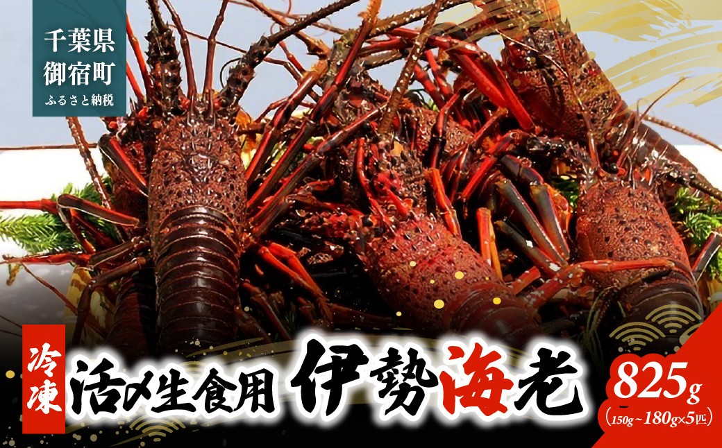 
                  活〆生食用伊勢海老（冷凍）８２５ｇ（１５０～１８０ｇ）×５匹
                
