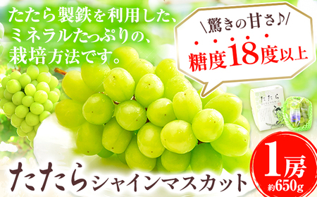  令和7年産先行受付 シャインマスカット たたらみねらる 1房(約650g)  Y&G.ディストリビューター《8月下旬‐10月下旬頃出荷》｜たたらみねらるシャインマスカット 種なしシャインマスカット ぶどう フルーツ オススメシャインマスカット   