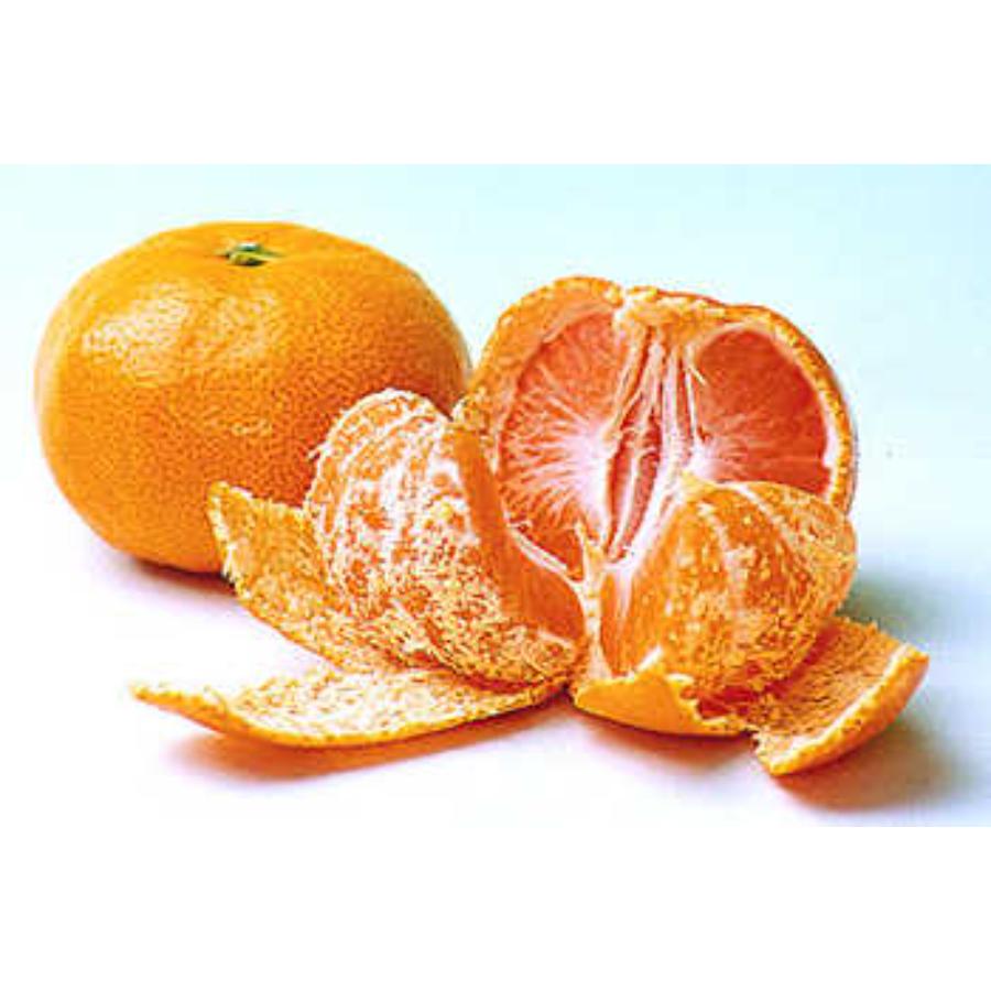 小原紅早生2.5kg & 温州みかん2.5kg