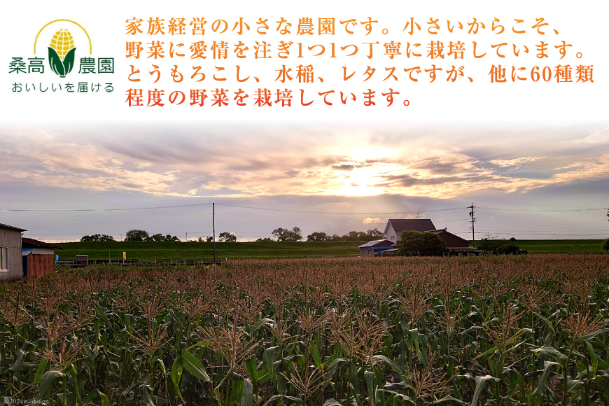 【糖度平均18度以上】とうもろこし 朝どれミラクルスイートコーン「味来」3kg箱 6～8本 [桑高農園 静岡県 吉田町 22424255] コーン トウモロコシ スイートコーン 朝採り 朝採れ 甘い