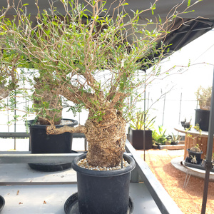 オペルクリカリア・パキプス「塊根植物の王様」(発根管理済) Z8｜観葉植物 コーデックス 盆栽 鉢植え インテリア ハコネコ [0594]