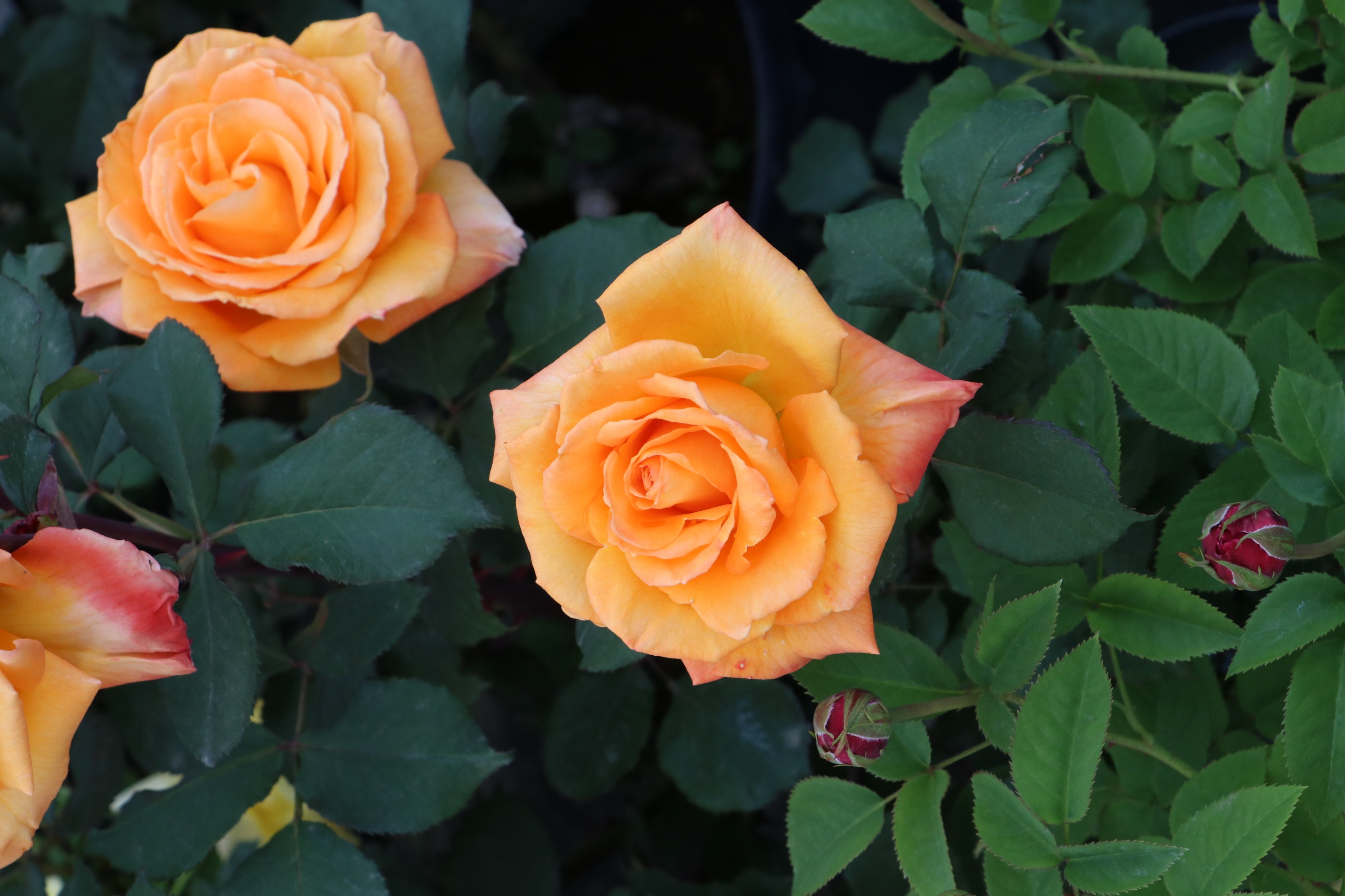 バラ苗鉢植え「カシスオレンジ」 057-056 