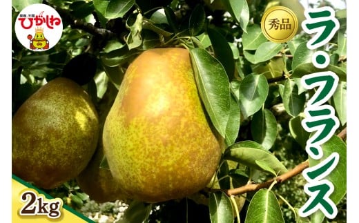 【2026年産】  ラ・フランス2kg（5-7玉） 秀品 山形県 東根市 フルーツピッカー提供 hi097-005