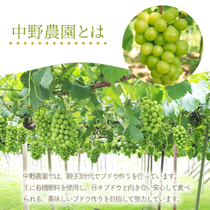 【先行予約】ブドウ詰め合わせ シャインマスカット ＆ 巨峰 4～6房 ( 各2～3房 ) | フルーツ 果物 ぶどう 食べ比べ セット 大分県 中津市