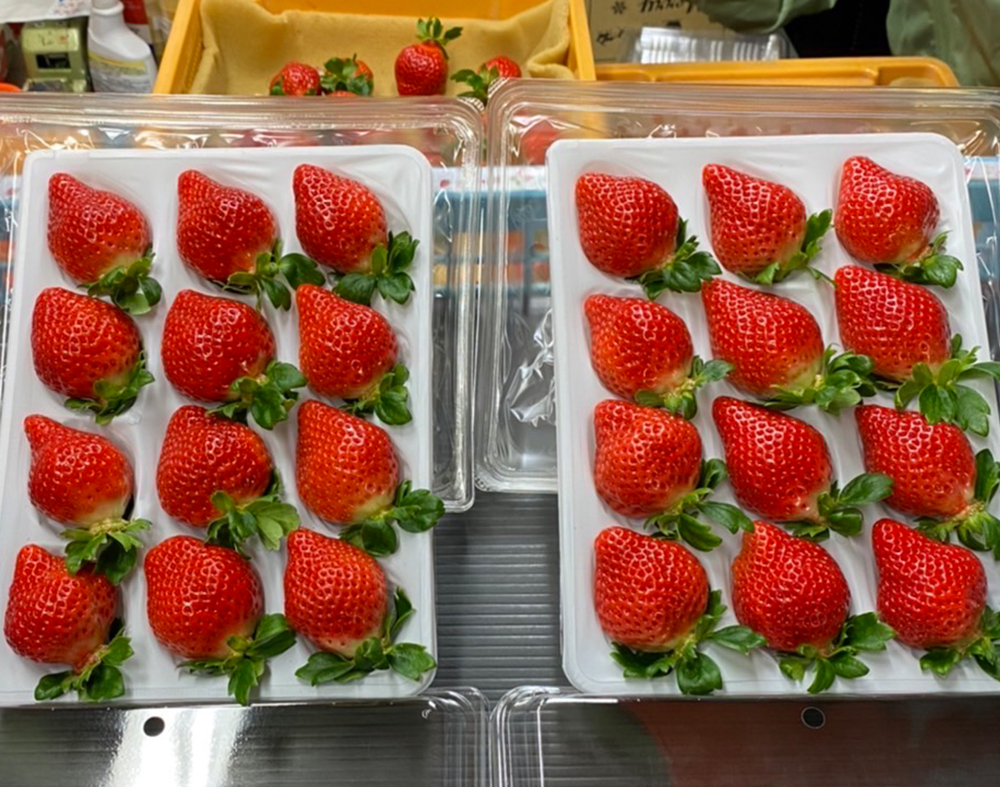 福岡県産 あまおう 800g以上 いちご 苺【2026年1月上旬-3月下旬発送】