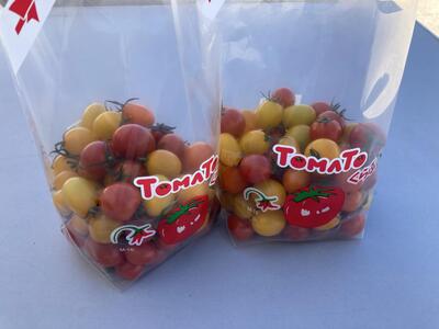 【10月発送】長浜農業高校 ミニトマト 800g　