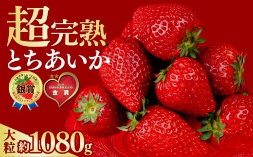 いちご 選手権金賞農園の厳選&完熟&朝摘み とちあいか 大粒 約270g × 4パック 合計 約1080g【1月中旬以降発送】| いちご イチゴ 苺 とちあいか とちおとめ 第1回いちご選手権金賞 ブランドいちご ストロベリー 完熟 甘い あまい 果物 フルーツ くだもの 旬 産地直送 栃木県産 鈴木ファーム 栃木県 茂木町