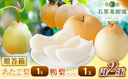 【先行予約】梨 なし 梨 旬 あたご梨 1玉 鴨梨 1玉 計2玉 贈答箱 石原果樹園 《11月中旬-12月下旬頃出荷》岡山県 浅口市 果物 フルーツ 梨 詰め合わせ 贈答用