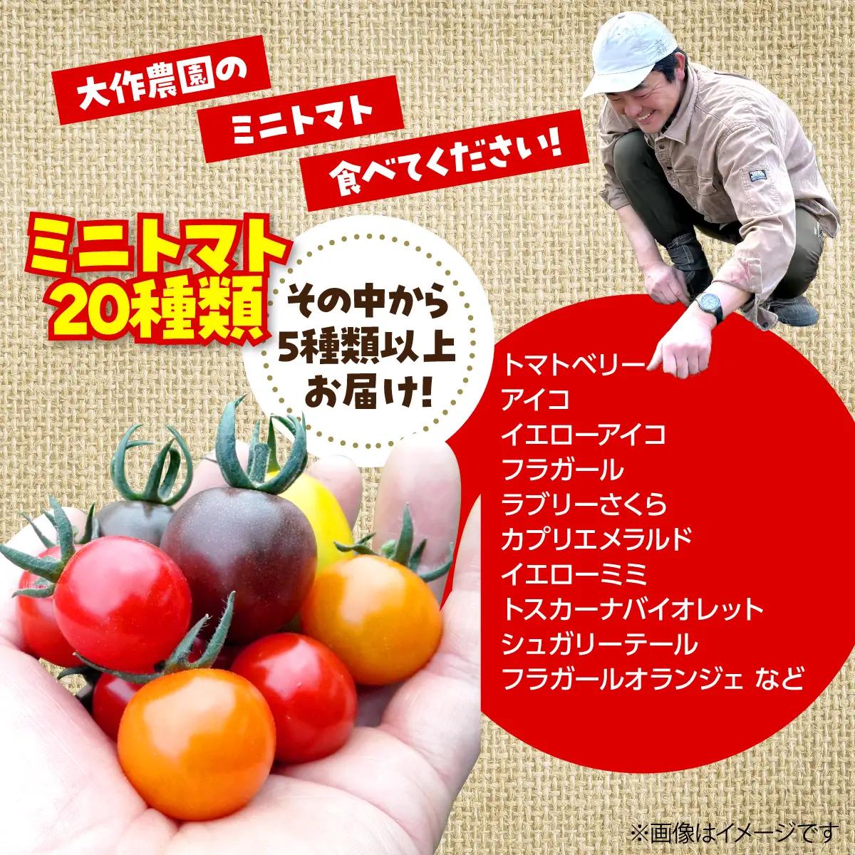【2027年7月より発送】カラフルミニトマト約1kg(5種以上) 大作農園 北海道壮瞥町 SBTR011