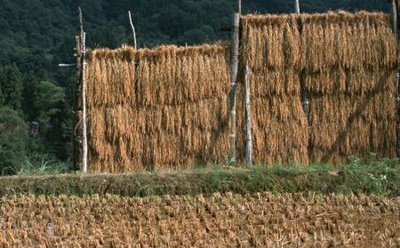 ［国産］成犬用　ヨシオカドッグフード ワンちゃん用 愛犬用 1才半から カラダの維持期用 丸粒 国産原材料 酸化防止剤不使用 防腐剤不使用 