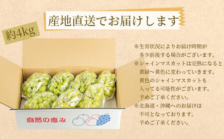 農家直送 朝採り濃厚シャインマスカット 約４ｋｇ【先行予約】
