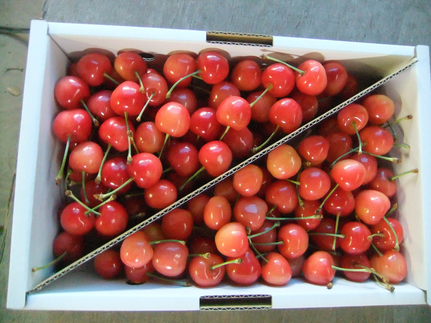 
            さくらんぼ（佐藤錦か紅秀峰）１ｋｇ　ご家庭用　0030-2603
          