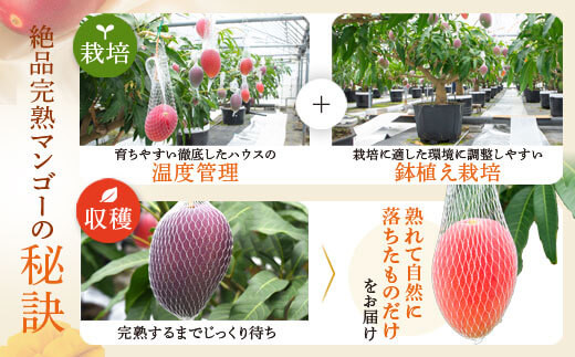 【B15002】【先行受付】肝付町産　完熟マンゴー　ご褒美セット_イメージ4
